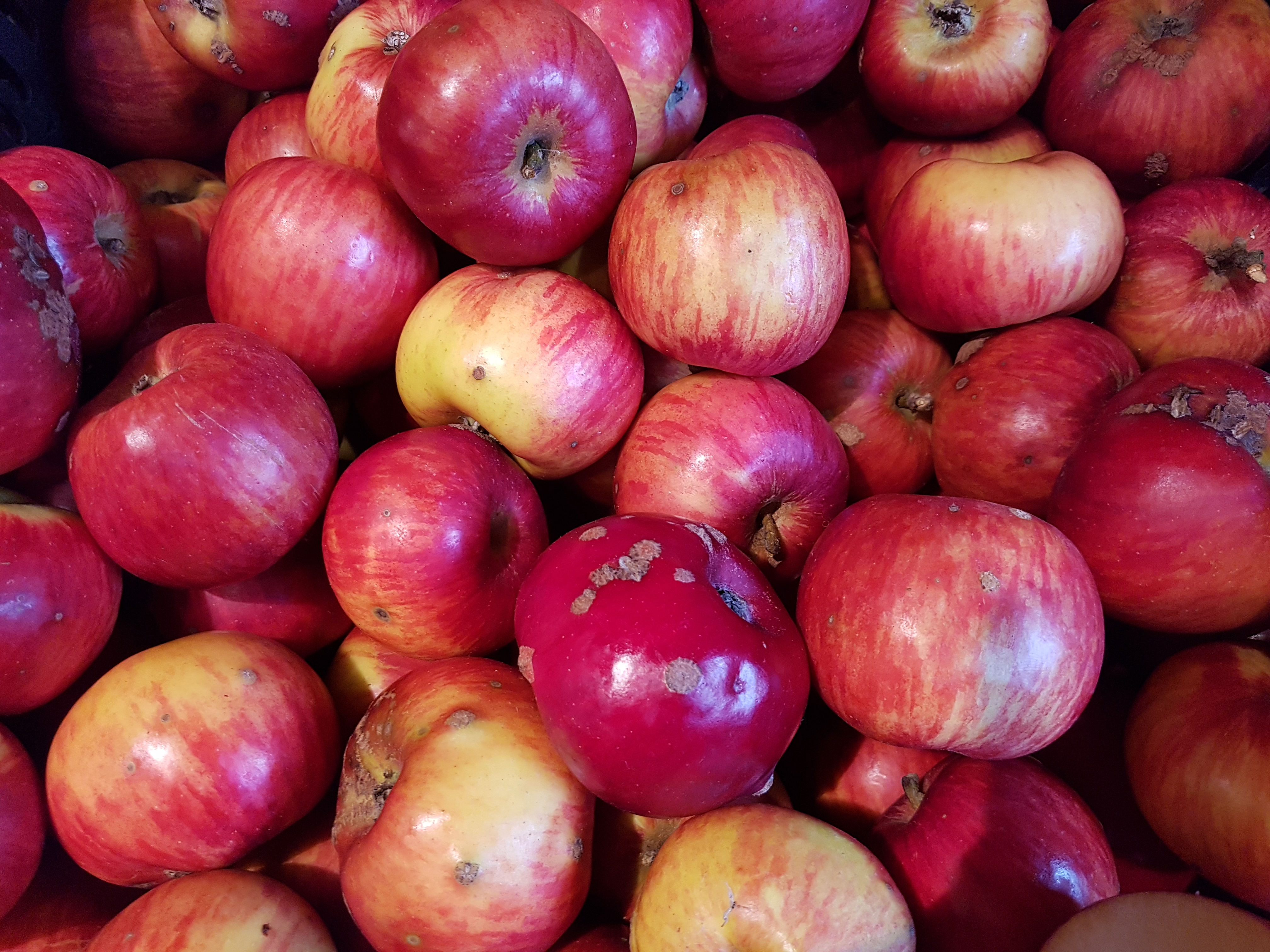 3 +1 gute Gründe, Äpfel zu essen &amp; 2 leckere Apfel-Rezepte ...